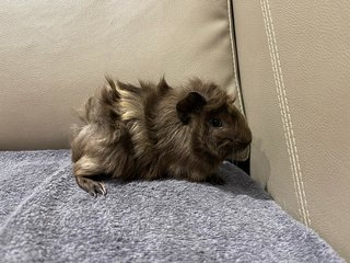 Grey, Male Guinea Pig- Dob:12thdec22 - Guinea Pig Small & Furry