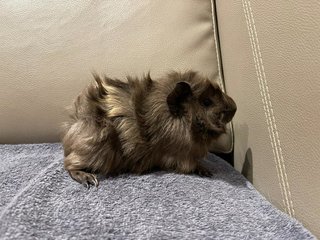 Grey, Male Guinea Pig- Dob:12thdec22 - Guinea Pig Small & Furry