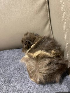 Grey, Male Guinea Pig- Dob:12thdec22 - Guinea Pig Small & Furry