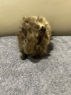 Grey, Male Guinea Pig- Dob:12thdec22 - Guinea Pig Small & Furry