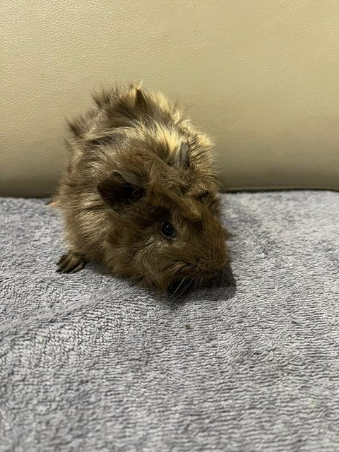 Grey, Male Guinea Pig- Dob:12thdec22 - Guinea Pig Small & Furry