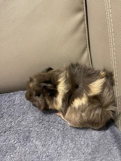 Grey, Male Guinea Pig- Dob:12thdec22 - Guinea Pig Small & Furry