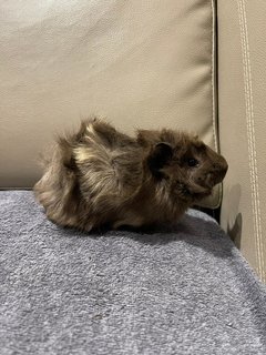 Grey, Male Guinea Pig- Dob:12thdec22 - Guinea Pig Small & Furry