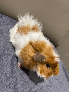 Life Buoy, Sow Guinea Pig- Dob:5thsep22 - Guinea Pig Small & Furry