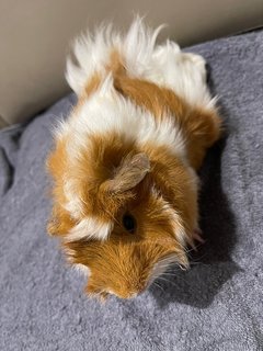 Life Buoy, Sow Guinea Pig- Dob:5thsep22 - Guinea Pig Small & Furry