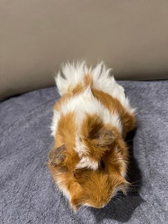 Life Buoy, Sow Guinea Pig- Dob:5thsep22 - Guinea Pig Small & Furry