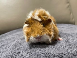 Life Buoy, Sow Guinea Pig- Dob:5thsep22 - Guinea Pig Small & Furry