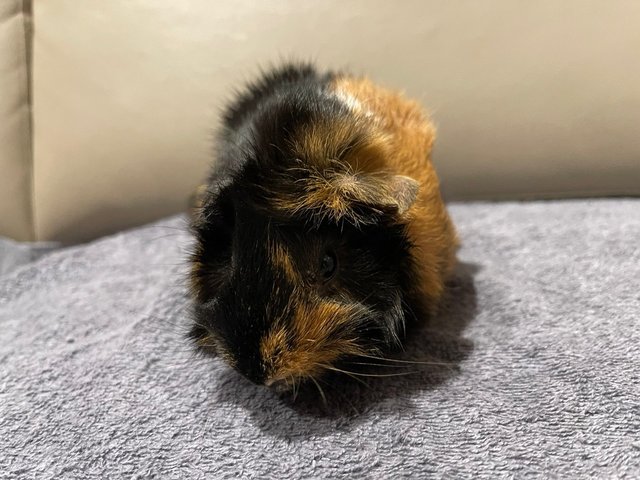 Hand Glove, Sow Guinea Pig-dob:31staug22 - Guinea Pig Small & Furry