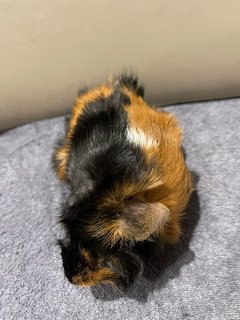 Hand Glove, Sow Guinea Pig-dob:31staug22 - Guinea Pig Small & Furry