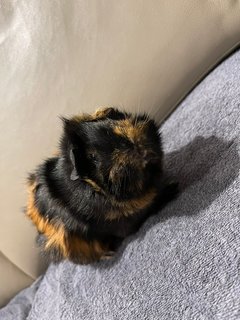 Hand Glove, Sow Guinea Pig-dob:31staug22 - Guinea Pig Small & Furry