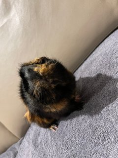 Hand Glove, Sow Guinea Pig-dob:31staug22 - Guinea Pig Small & Furry