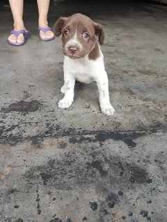 M Size (Love Shape Spot) - Mixed Breed Dog