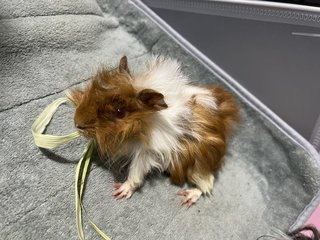 Alpha - Guinea Pig Small & Furry