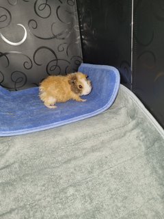 Amber - Guinea Pig Small & Furry