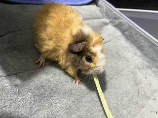 Amber - Guinea Pig Small & Furry