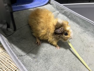 Amber - Guinea Pig Small & Furry