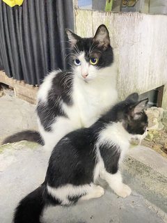 Yuii - Domestic Long Hair Cat