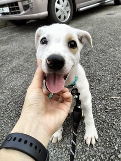 Xiong Xiong - Mixed Breed Dog