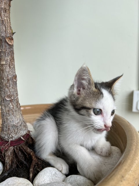 Baby - Domestic Short Hair Cat