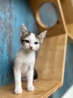 Baby - Domestic Short Hair Cat