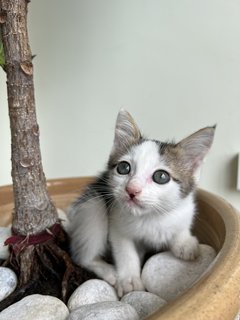 Baby - Domestic Short Hair Cat