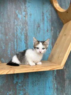 Baby - Domestic Short Hair Cat