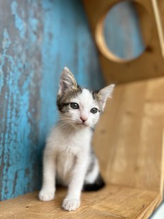 Baby - Domestic Short Hair Cat