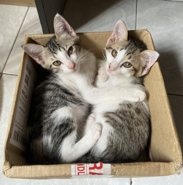 Parrot &amp; Patches - Domestic Medium Hair + Calico Cat