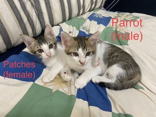 Parrot &amp; Patches - Domestic Medium Hair + Calico Cat