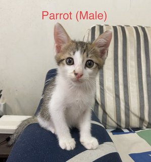 Parrot &amp; Patches - Domestic Medium Hair + Calico Cat