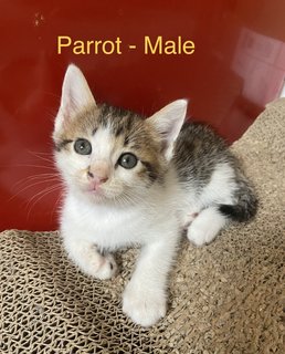 Parrot &amp; Patches - Domestic Medium Hair + Calico Cat