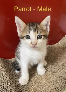 Parrot &amp; Patches - Domestic Medium Hair + Calico Cat