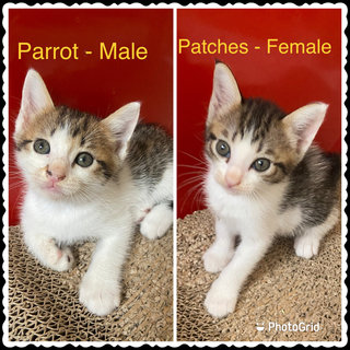 Parrot &amp; Patches - Domestic Medium Hair + Calico Cat