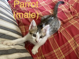 Parrot &amp; Patches - Domestic Medium Hair + Calico Cat