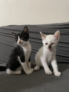 Two Kittens - Domestic Medium Hair Cat