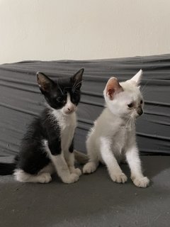 Two Kittens - Domestic Medium Hair Cat