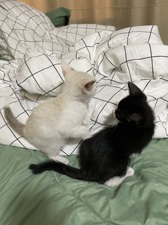 Two Kittens - Domestic Medium Hair Cat