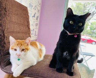 Rufus And Ciara - Domestic Medium Hair Cat