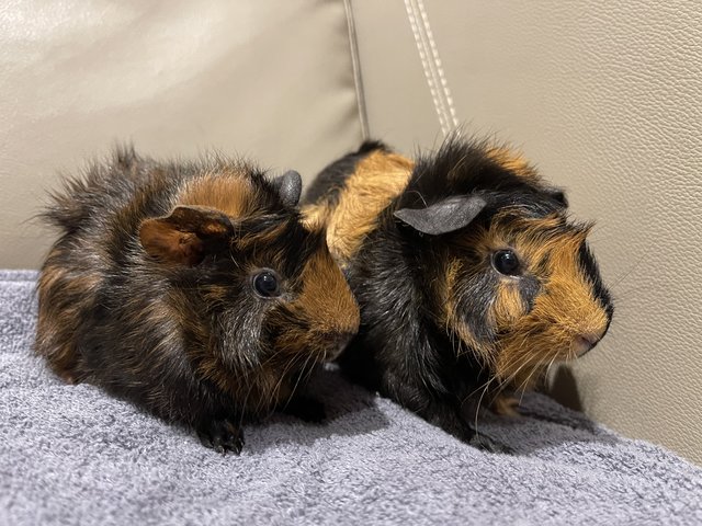 Little Line N Son, Guinea Pig - Guinea Pig Small & Furry