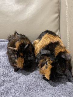 Little Line N Son, Guinea Pig - Guinea Pig Small & Furry