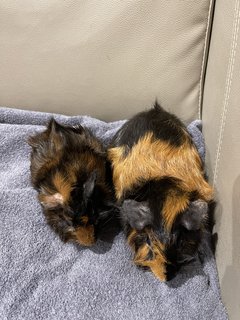 Little Line N Son, Guinea Pig - Guinea Pig Small & Furry