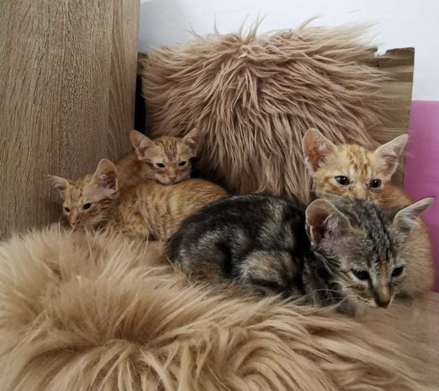 Golden Mini Home Tigers - Domestic Short Hair Cat