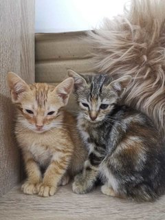 Golden Mini Home Tigers - Domestic Short Hair Cat