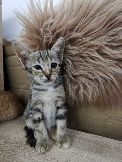 Golden Mini Home Tigers - Domestic Short Hair Cat