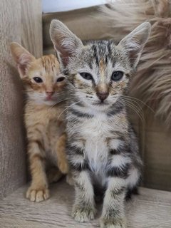 Golden Mini Home Tigers - Domestic Short Hair Cat