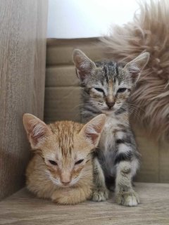 Golden Mini Home Tigers - Domestic Short Hair Cat