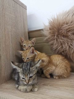 Golden Mini Home Tigers - Domestic Short Hair Cat