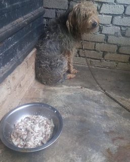 Wendy - Schnauzer + Terrier Dog