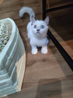 Charlie - British Shorthair + Scottish Fold Cat