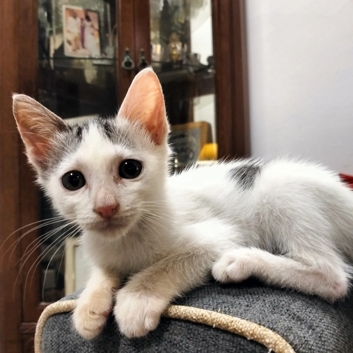 Skye And Roe - Domestic Short Hair Cat